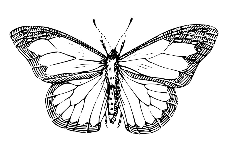 Butterfly Line Art